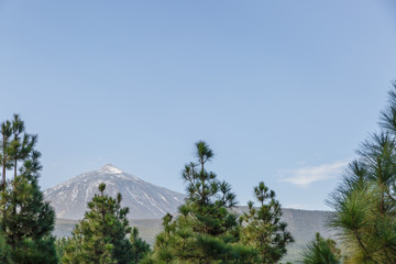 View of some pines in front of the famous El Teide volcano, Tenerife