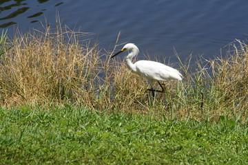 Snowy Egret, bird, white, nature, wildlife, pond, water