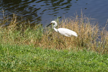 Snowy Egret, bird, white, nature, wildlife, pond, water