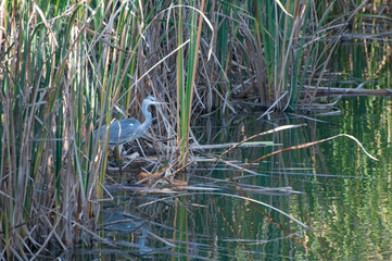 Adult, female sandhill crane tending her nest in the swamp grass