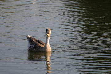 A pair of wild geese swimming by a lake