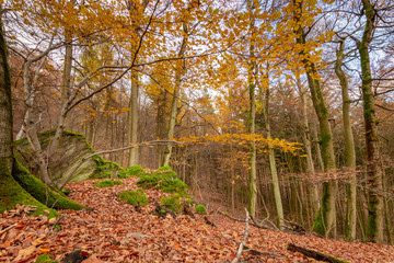 Foliage coloring in deciduous forest in autumn