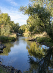 Cottonwood Trees along Creek in Fall with Reflections