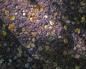 Forrest ground in the autumn