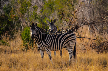 Zebras Host Cow Birds
