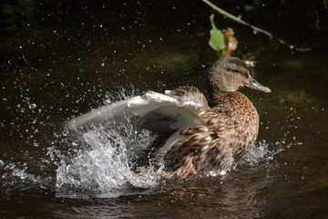 Duck splashing water in lake