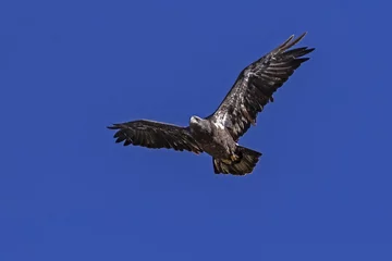 Papier Peint photo Lavable Aigle Bald eagle juvenile raptor flying at Big Bear lake in California