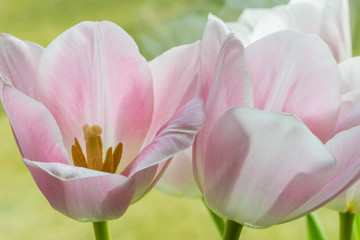 Tulipany w kwietniowy słoneczny dzień