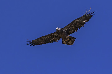 Bald eagle juvenile flying at California lake