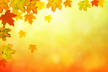 Naklejka na ściany i meble Autumn maple leaves bright nature bokeh background