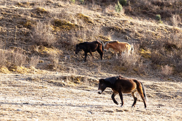 some horse walking outside