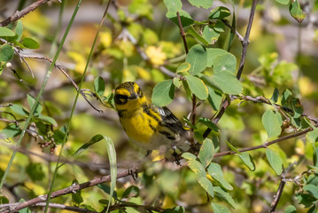 Townsend's warbler on branch in shrub near Capulin Spring, Sandia Mountains, New Mexico