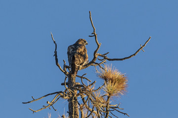 Hawk on tree limb perch