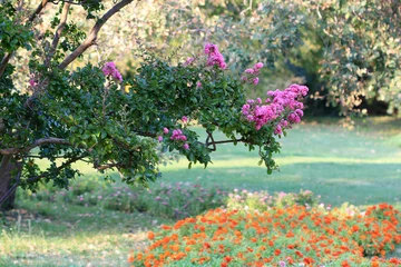 Photo sur Aluminium Lilas Цветущая ветка индийской сирени (Lagerstroemia indica) 