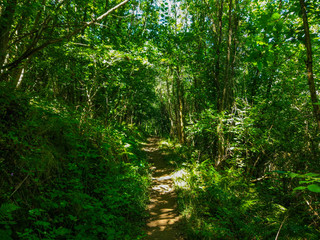 Naklejka na ściany i meble Way between trees in a green forest. Camino de Santiago Primitivo