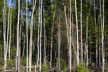 Birch trees in bright sunshine in late summer. Trees in a forest. birch trees trunks - black and white natural background. birch forest in sunlight in the morning.