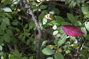 Contrasting Leaf