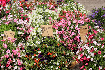 Petunia Hanging Pots