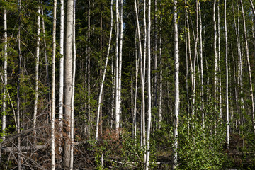 Birch trees in bright sunshine in late summer. Trees in a forest. birch trees trunks - black and white natural background. birch forest in sunlight in the morning.