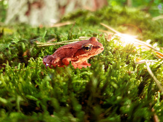 Small frog in green moss close-up in a forest with sunlight