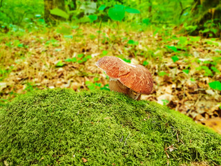 Cep boletus. mushroom in forest on a small hillock