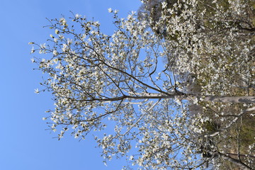 Magnolia kobus trees in the spring and autumn