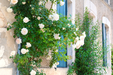 White roses with blue blinds on the windows