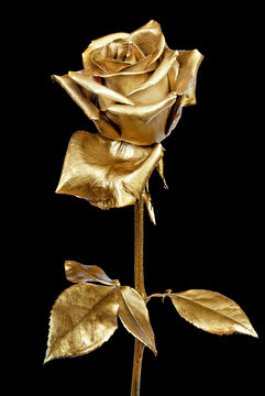 golden rose isolated on black background