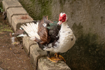 Angle view f Ugly Duck