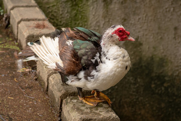 Side of Ugly Duck