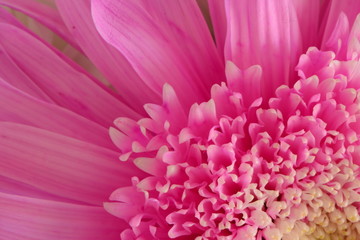 closeup of pink flower