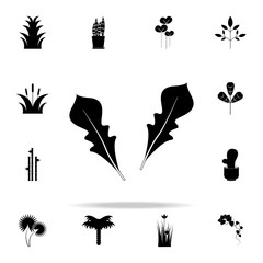 rukola icon. Plants icons universal set for web and mobile