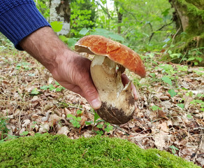 The search for mushrooms in the woods. Mushroom picker.