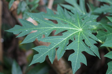 Dew drops on green leafs in the morning.