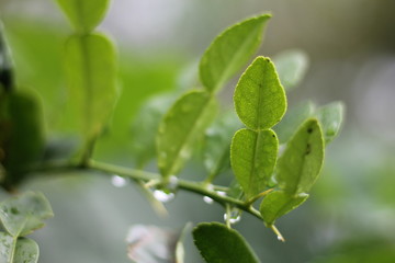 Fototapeta na wymiar Dew drops on green leafs in the morning.