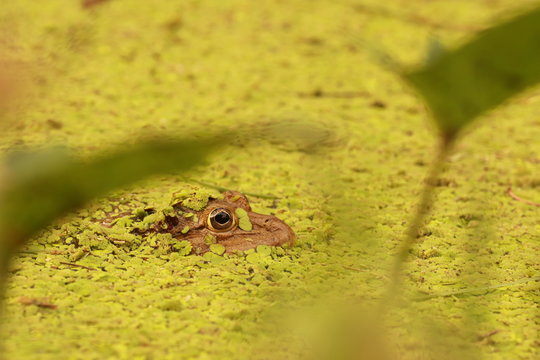 Close up big frog in the pond under duckweed