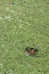 Close up big frog in the pond under duckweed