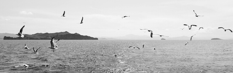 A flock of birds over the water. Black and white landscape with birds and water. Seagulls over Lake Baikal 