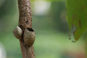 Close up small insect nest on small trunk tree