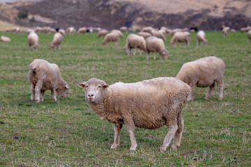 Naklejka na ściany i meble A merino ewe looks up from grazing in a field on a high country farm in New Zealand