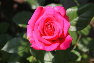 Роза алая