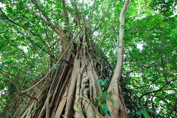 Obraz premium Wide angle view the behind of Trees cover buddhist building , Wat Bang Kung ,Unseen Thailand ,Beautiful Buddha image in a tree temple