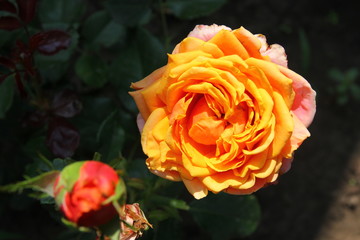 Цветок жёлтой розы
