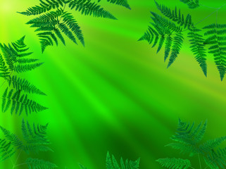 Fototapeta na wymiar Fern leaves on a beautiful green gentle background.