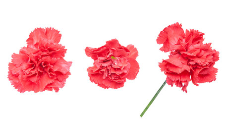 カーネーション