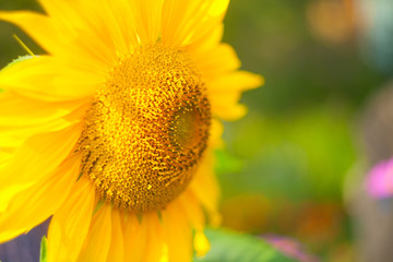 ripe yellow sunflower swings in  background image