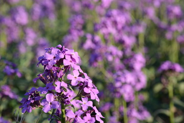 purple flowers in the garden