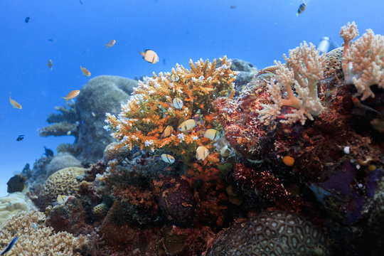 Palau Diving - Dascyllus reticulatus