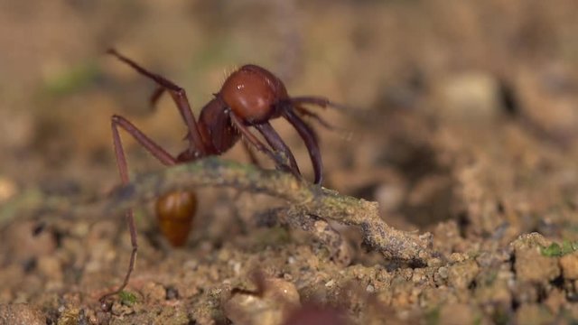 Soldier with enormous mandibles guarding a trail of Army Ants (Eciton sp.) on a raid for hymenopteran larvae on the rainforest floor in the Ecuadorian Amazon. In slow motion.