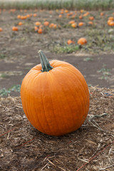 Orange Pumpkin (1810243BFND8)